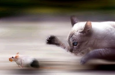 Paciencia del gato_foro